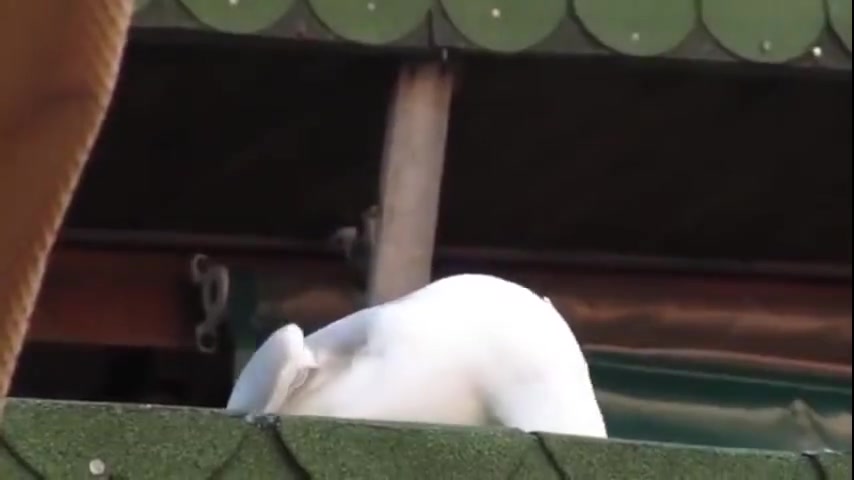 大笑 海鷗