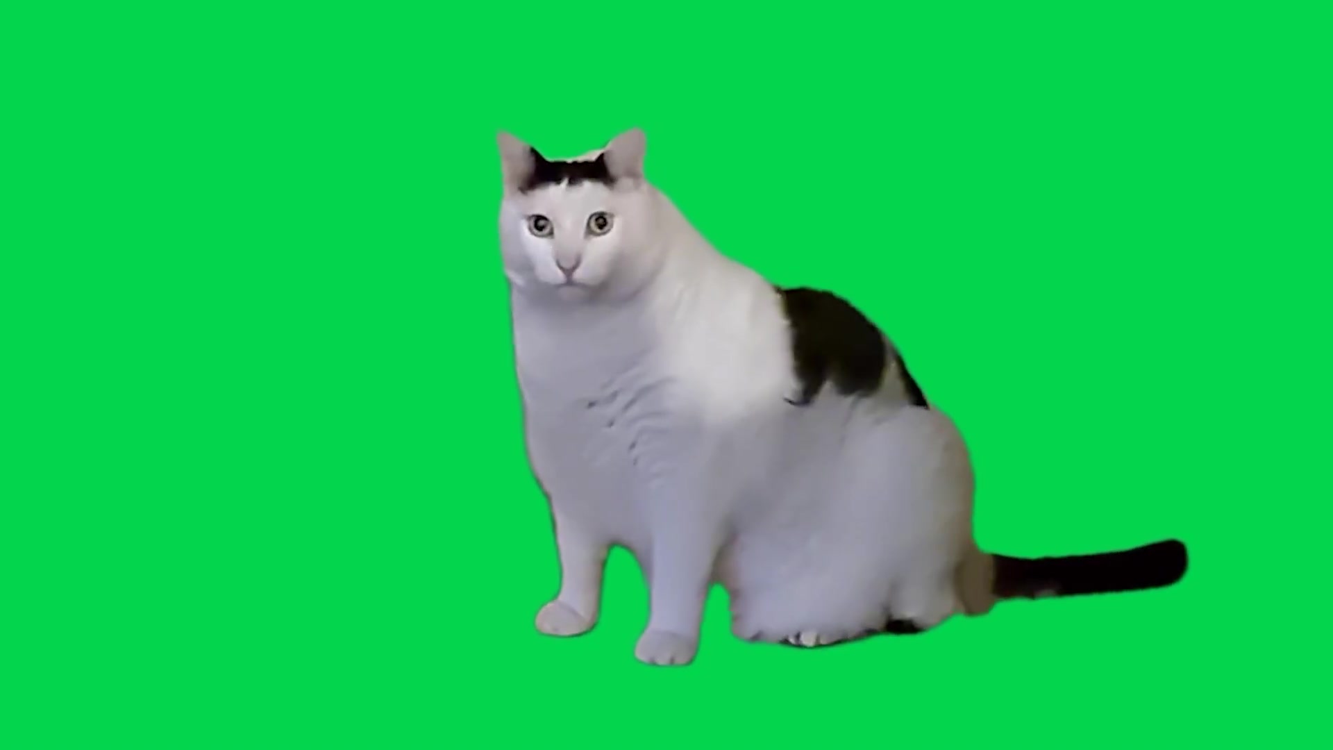 蛤 貓咪 綠幕