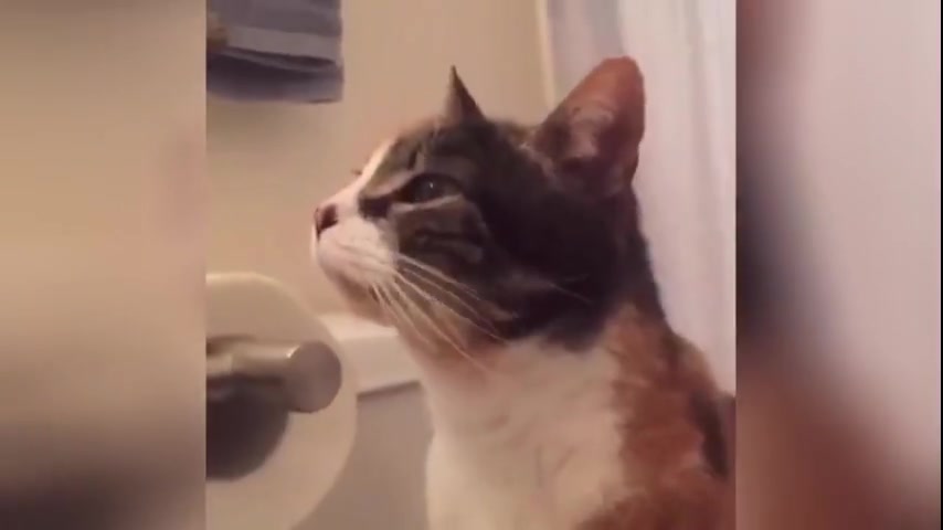 貓咪 啜泣