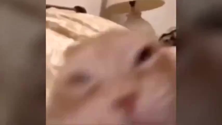 貓咪 笑到模糊