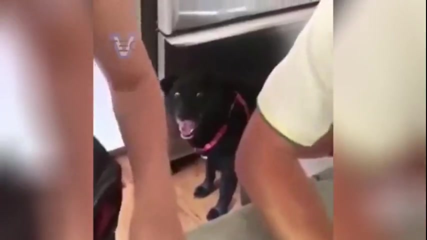 黑狗 傻眼