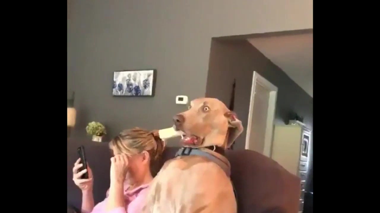 狗狗大傻眼