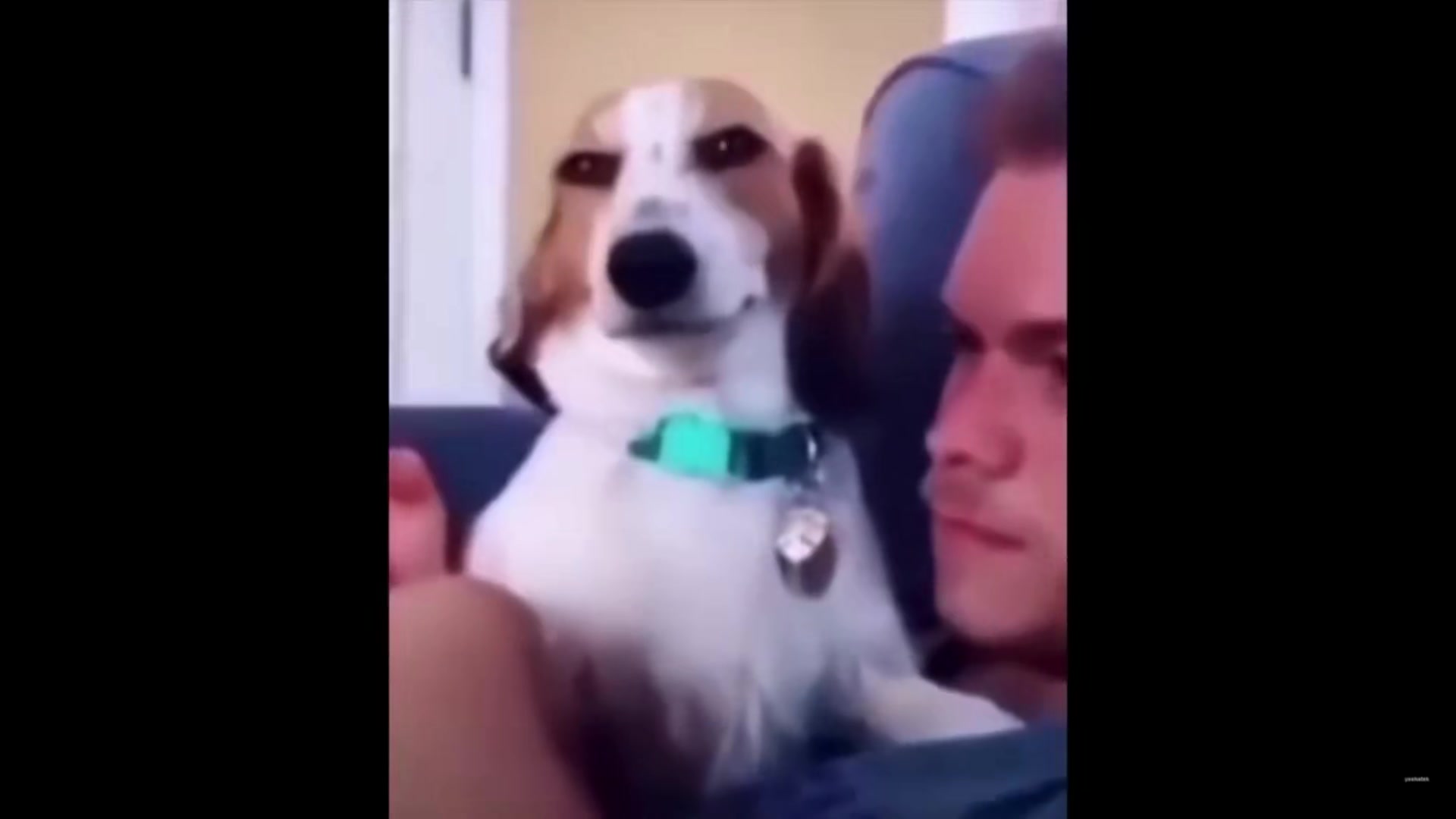 狗狗 詭異微笑