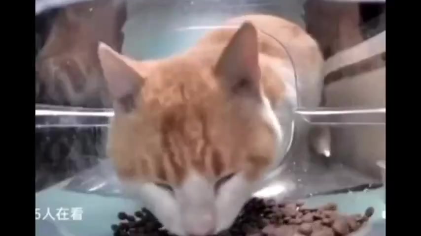 貓咪 側目 斜眼看人