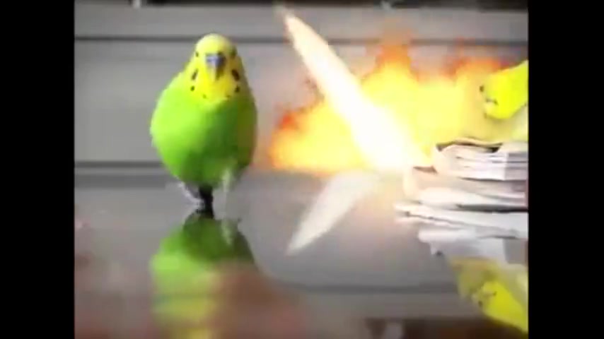 鸚鵡 爆炸