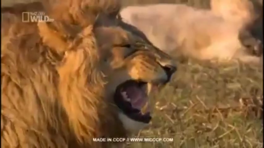 獅子 大笑