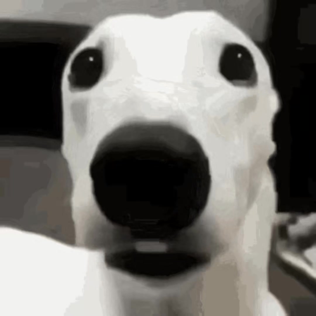 狗狗 害怕 發抖 咬牙齒
