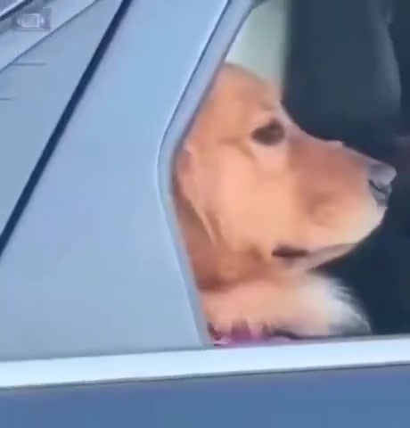 狗狗 搖窗 斜視